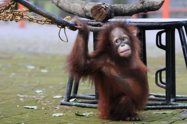 Damai, 3 years old Bornean orang utan plays courtyard at Surabaya Zoo as he prepares to be released into the wild on May 19, 2014 in Surabaya, Indonesia. The two baby orangutans, brothers, were found in Kutai National Park in a critical condition having been abandoned by their mother on May 14, 2014. (Photo by Robertus Pudyanto/Getty Images)