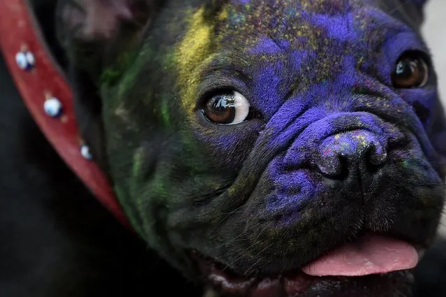 A picture taken on May 7, 2017 shows a dog muzzle coloured with pigments during the Color Festival at Kadikoy district, in Istanbul. (Photo by Ozan Kose/AFP Photo)