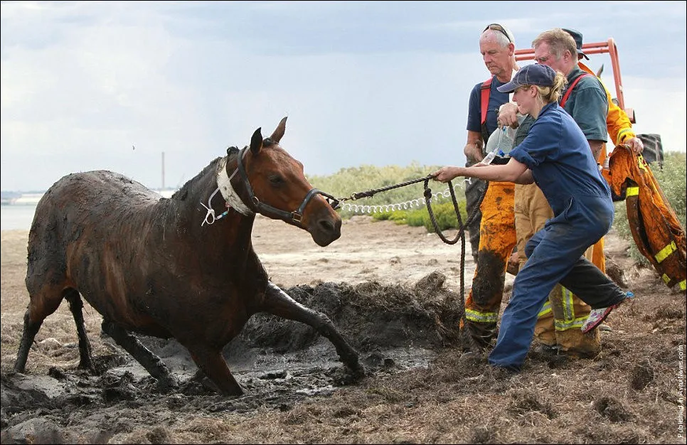 “Astro” the Horse Gets Stuck in the Mud