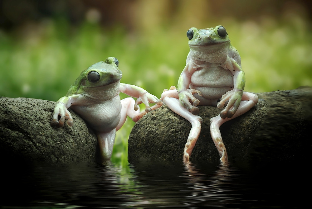 Some Photos: Animals