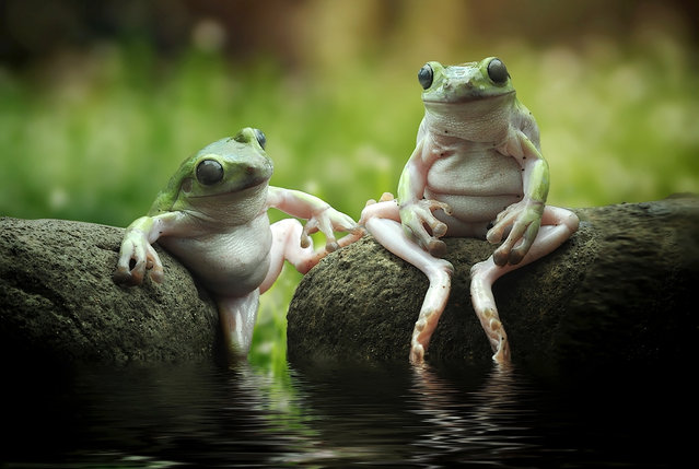 Two Indonesian White Tree Frogs, also known as Dumpy Tree Frogs, sitting on a tree log in West Sumatra, Indonesia in the last decade of July 2024. This species of frog can change its colour based on temperature, mood and time of day. (Photo by Yan Hidayat/Media Drum Images)