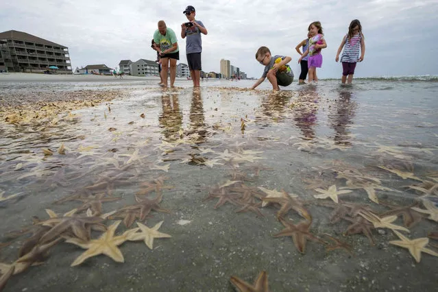 People play with starfishes as thousands of them washed ashore during low tide on Garden City Beach, S.C., June 29, 2020. Large quantities of starfish have been seen scattered along Hilton Head Island beaches recently. Although it may look alarming, this is actually a natural event that’s fairly common in the Lowcountry. (Photo by Jason Lee/The Sun News via AP Photo)