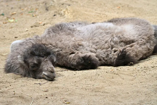 A newly  born camel rests in his enclosure at the zoo in Brno, Czech Republic on June 26, 2014. The female camel was born on June 16, 2014 and is in good health. (Photo by Radek Mica/AFP Photo)