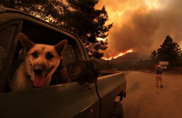 Orange County, California September 10, 2024. A resident stops to watch the Airport Fire burn near his home as he evacuates his dogs  in the Santa Ana Mountains Tuesday. (Photo by Wally Skalij/Los Angeles Times via Getty Images)