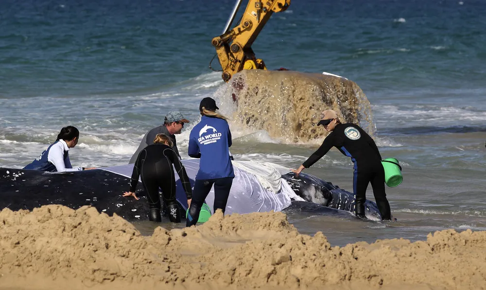 Stranded Whale Still Stuck on Gold Coast Beach