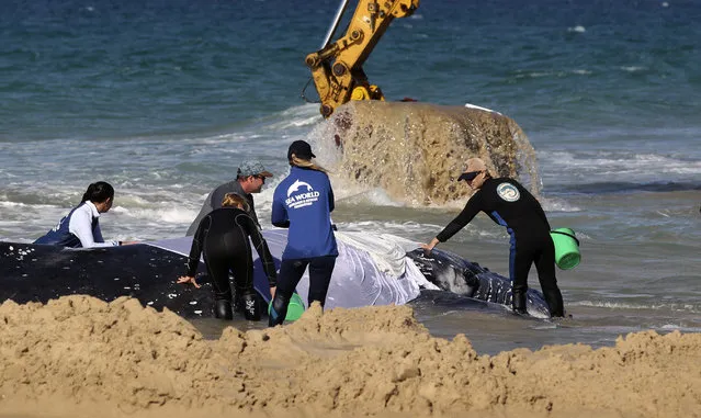 Marine rescue workers from Sea World attempt to help a juvenile humpback whale stranded at Palm Beach on the Gold Coast, in Queensland July 9, 2014. (Photo by Jason O'Brien/Reuters)