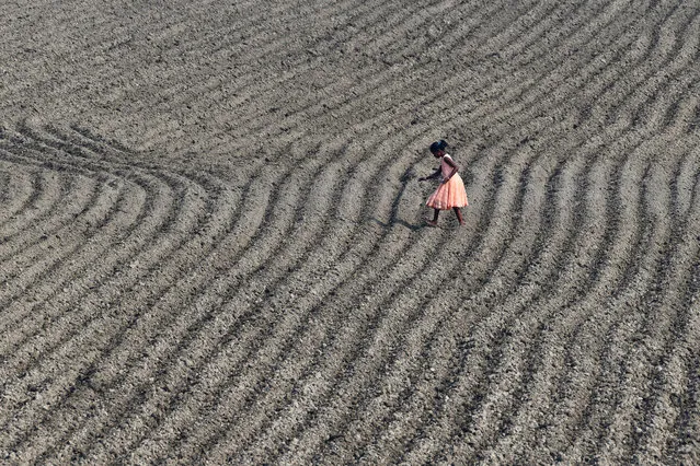 A young villager works in the maize field at Murkata village in Morigaon district, some 70 km from Guwahati on January 17, 2020. (Photo by Biju Boro/AFP Photo)