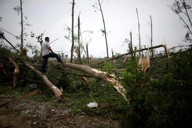 A man looks at damaged trees after a tornado hit Funing on Thursday, in Yancheng, Jiangsu province, June 24, 2016. (Photo by Aly Song/Reuters)