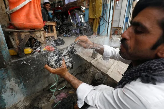 Gulam Mohammad, 37, a vegetable seller, sprays water from his mouth to cool off his chicken, during a heatwave, in Jacobabad, Pakistan, May 15, 2022. (Photo by Akhtar Soomro/Reuters)