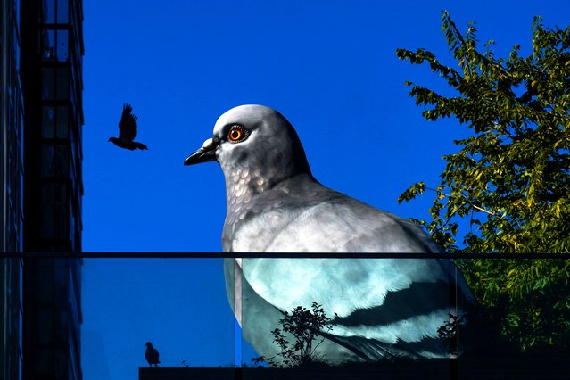 A pigeon flies past a 16-foot-tall pigeon sculpture titled “Dinosaur” by artist Ivan Argote in New York City,  on October 18, 2024. (Photo by Adam Gray/Reuters)