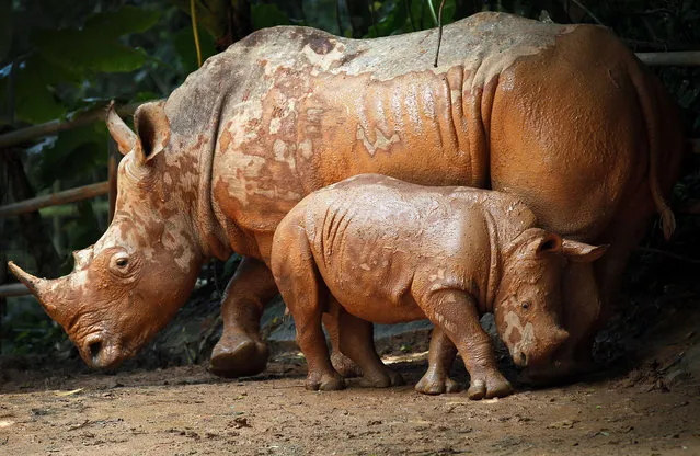 A mud covered 3-month-old male African Southern Rhino named Jumaane, wanders around his enclosure with his mother Shova at the Singapore Zoo