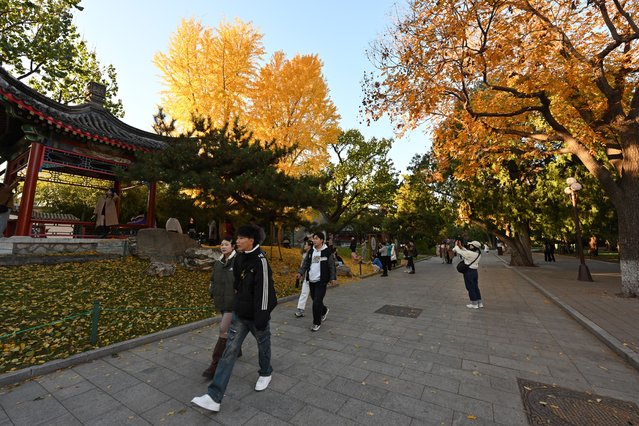People visit Zhongshan park to see the autumn colours on the trees in Beijing on November 4, 2024. (Photo by Adek Berry/AFP Photo)