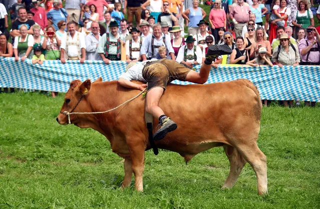 Farmer Peter Ginter rides on an ox called Bartl during a traditional ox race in the southern Bavarian village of Haunshofen near Lake Starnberg, Germany August 27, 2017. (Photo by Michael Dalder/Reuters)