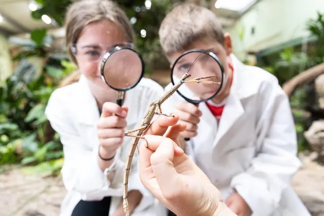Alice Fitzgerald and Bob O’Connell from Ballincollig, Cork, studying a Stick Insect in the Tropical House in Fota Wildlife Park on July 11, 2022. (Photo by Darragh Kane/The Irish Times)