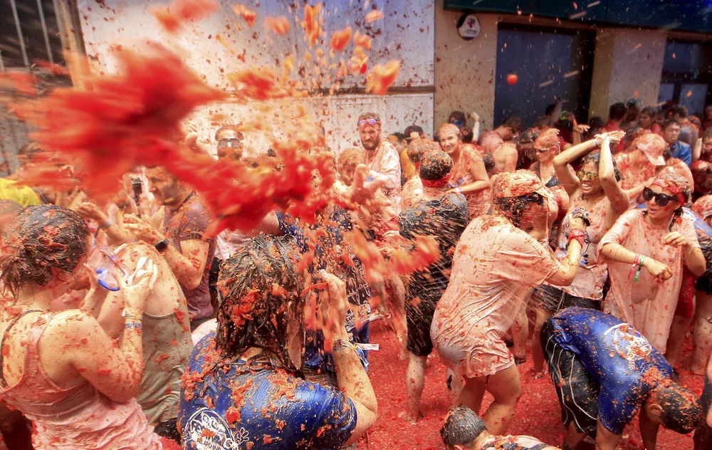 Tomato Wars this Week