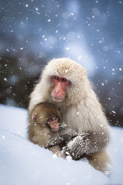 Japanese macaques, or “snow monkeys”, at Jigokudani park, about 150 miles northwest of Tokyo on December 12, 2024. The animals can survive temperatures as low as minus 20°C – but are known to use the local hot springs to ward off the chill. (Photo by Tapan Seth/Media Drum Images)