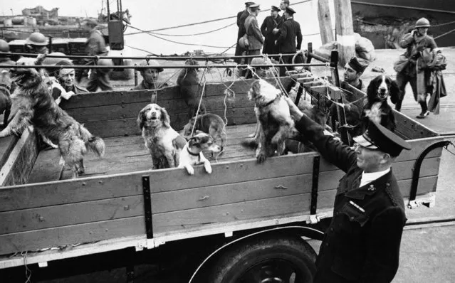 A truckload of dog refugees from Belgium and France and prisoners of war from Germany, as they were taken to England by the B.E.F. evacuating the Flanders Pocket on June 13, 1940. (Photo by AP Photo)