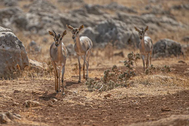 A view of mountain gazelles (Gazella gazella) under natural protection measures as they are in danger of extinction in Hatay, Turkiye on September 01, 2022. The population of mountain gazelles, which were determined to be around 150 in the first census in 2009, reached 1280 last year with protection measures, while the number of mountain gazelles is expected to increase by 20 percent until the end of 2022. (Photo by Cem Genco/Anadolu Agency via Getty Images)