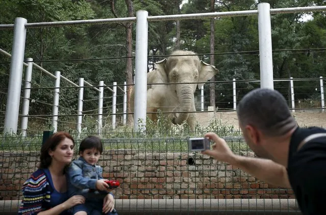 People take picture in front of an elephant in its enclosure at the zoo in Tbilisi, Georgia, September 13, 2015. (Photo by David Mdzinarishvili/Reuters)