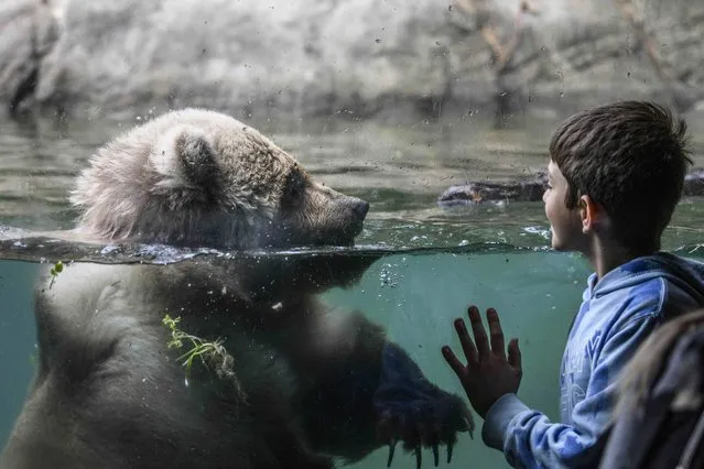 Boy says hello to a swimming bear in Seattle, Washington on October 4, 2022. Fall weather brings out the Animals' playful side as Attendees celebrate World Animal Day with a visit to Woodlawn Park Zoo. (Photo by Shane Srogi/ZUMA Press Wire/Rex Features/Shutterstock)