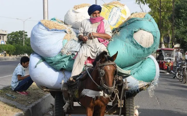 A Sikh man transports wheat straws on a horse drawn cart on the outskirts of Amritsar on May 29, 2020. (Photo by Narinder Nanu/AFP Photo)
