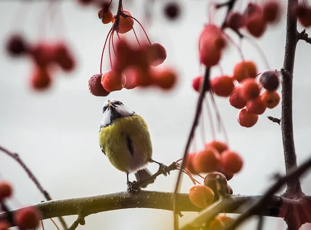 A tit picks from the fruit of a crabapple tree standing in a garden in Frankfurt am Main, western Germany, on November 21, 2017. (Photo by Frank Rumpenhorst/AFP Photo/DPA)