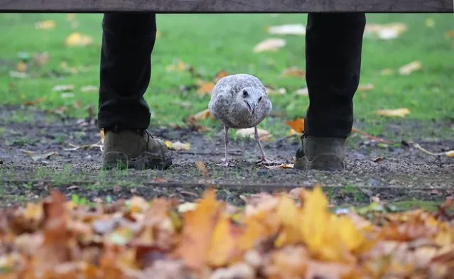 A persistent Gull holding out for dropped food in Wilton Park, Dublin, Republic of Ireland on November 10, 2022.  (Photo by Nick Bradshaw for The Irish Times)