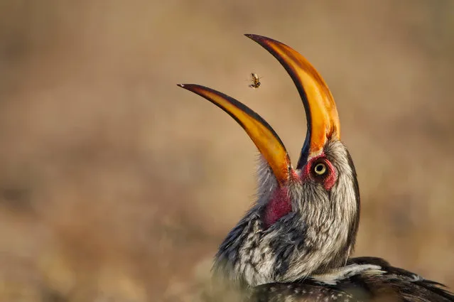 Termite tossing by Willem Kruger, South Africa. Termite after termite after termite – using the tip of its massive beak-like forceps to pick them up, the hornbill would flick them in the air and then swallow them. Foraging beside a track in South Africa’s semi-arid Kgalagadi Transfrontier Park, the southern yellow-billed hornbill was so deeply absorbed in termite snacking that it gradually worked its way to within 6 metres (19ft) of where Willem sat watching from his vehicle. (Photo by Willem Kruger/2016 Wildlife Photographer of the Year)