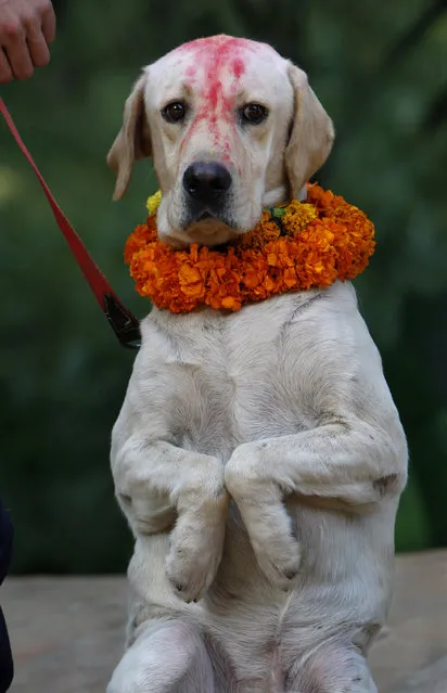 A Nepalese police dog with vermilion on the forehead and garland in his neck greets a photographer during Tihar festival at a police kennel division in Katmandu, Nepal, Saturday, October 17, 2009. (Photo by Gemunu Amarasinghe/AP Photo)