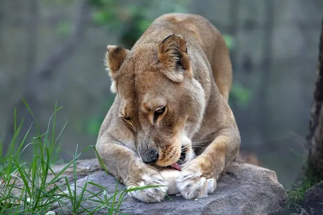 African Lion Kuchani enjoys a cold ice milk block at Taronga Zoo on January 8, 2013 in Sydney, Australia. Temperatures are expected to reach as high as 43 degrees around Sydney today.  (Photo by Marianna Massey)