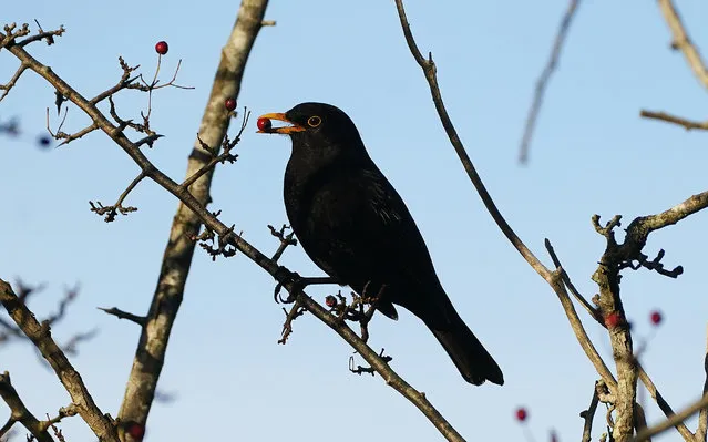 A blackbird eats berries in Dublin's Phoenix park on a sunny winter's day on Friday, December 2, 2022. (Photo by Brian Lawless/PA Images via Getty Images)