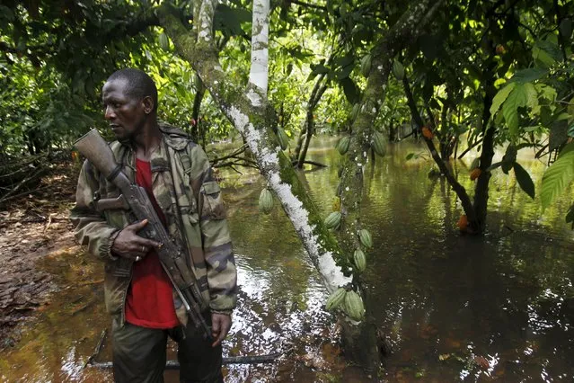 An agent of the OIPR, one of the government agencies charged with managing protected land, stands next to cocoa trees inside Mont Peko National Park in Duekoue department, western Ivory Coast August 18, 2015. (Photo by Luc Gnago/Reuters)