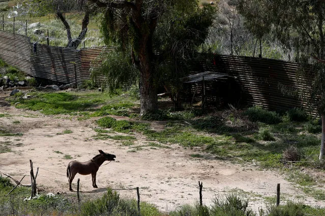 A donkey brays next to the border fence between Mexico and the U.S. in Tecate, Mexico on April 4, 2019. (Photo by Carlos Jasso/Reuters)