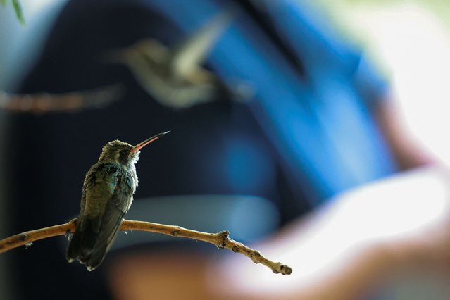 A hummingbird sits on a branch at Catia Lattouf's apartment where Catia holds a makeshift clinic to take care of hummingbirds in Mexico City, Mexico on May 20, 2025. (Photo by Raquel Cunha/Reuters)
