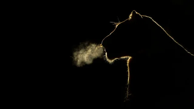 “The Dark Side”. A lioness backlit by a spotlight, lies alert to the distant calls of the territorial males, her breath visible as she breathes out into the chill of the winters night. Photo location: Sabi Sand Game Reserve, Greater Kruger National Park, South Africa. (Photo and caption by Brendon Cremer/National Geographic Photo Contest)