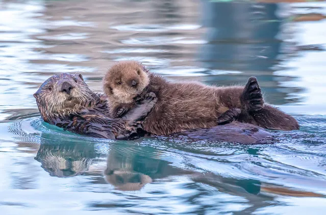 This otter pup is trying to stay dry by lying on its mother's stomach at Kachemak Bay and Homer Harbour, Alaska in December 2022. (Photo by Pam Roseveare/Solent News & Photo Agency)