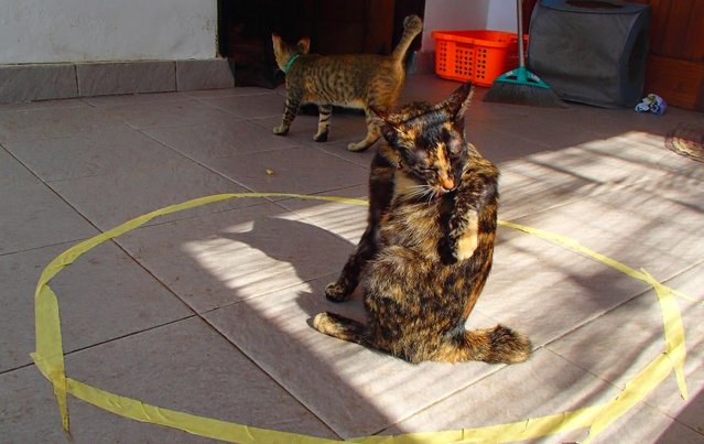 New Internet Sensation - Cat Circles