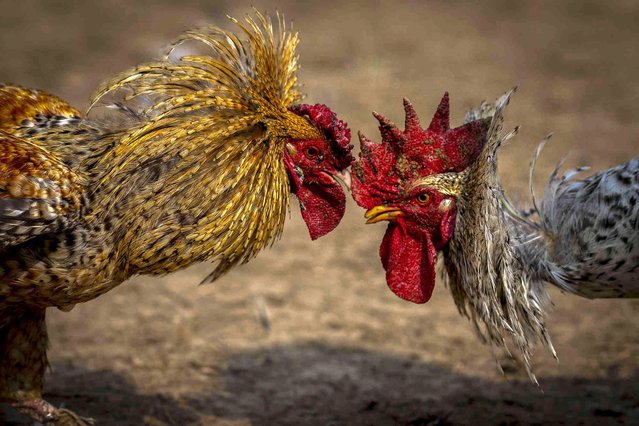 Roosters attack each other during a cockfight as part of Jonbeel festival near Jagiroad, about 75 kilometers (47 miles) east of Guwahati, India, Friday, January 20, 2023. (Photo by Anupam Nath/AP Photo)