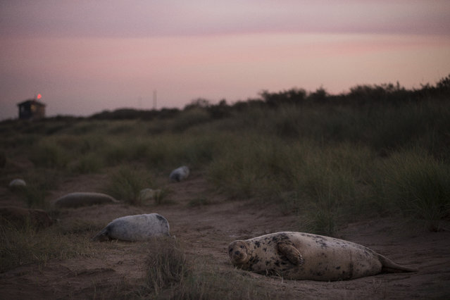 Grey Seals lay in the dunes at sunset near the Lincolnshire Wildlife Trust's Donna Nook nature reserve on November 24, 2014 in Grimsby, England. (Photo by Dan Kitwood/Getty Images)