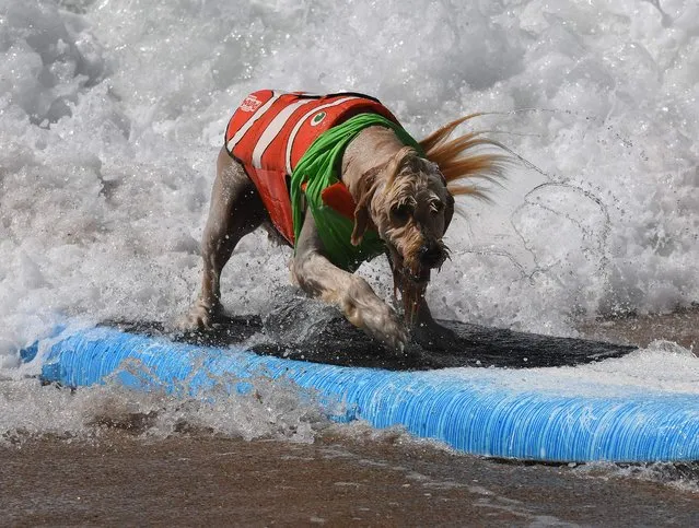 Surf dog Yogi rides a wave to the beach during the 8th annual Surf City Surf Dog event at Huntington Beach, California on September 25, 2016. (Photo by Mark Ralston/AFP Photo)