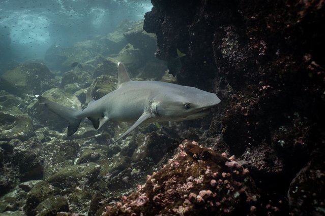 A Whitetip reef shark is seen near North Seymour Islet near Santa Cruz island, part of Galapagos archipelago on February 16, 2025. Located in Ecuadorone of South America's most fascinating countriesthe Galapagos National Park spans 13 main islands and numerous islets, captivating biologists, environmental scientists, and tourists with its rich ecology. (Photo by Ozge Elif Kizil/Anadolu via Getty Images)