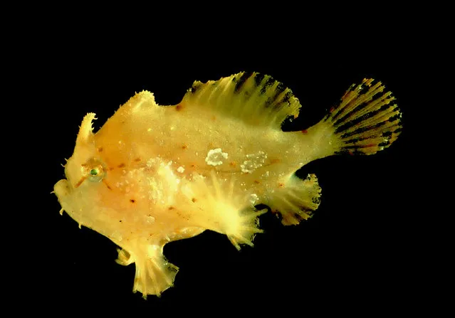 In this September 2016 photo provided by the National Oceanic and Atmospheric Administration, a Commerson's frogfish that was found off the coast of Hawaii's Big Island is shown. (Photo by NOAA via AP Photo)