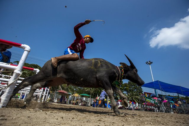 A jockey competes in Chonburi's annual buffalo race festival, in Chonburi province, Thailand October 26, 2015. The event, which also celebrates the rice harvest, dates back to the buffalo trade in Chonburi, once the commercial centre of Thailand's east. (Photo by Athit Perawongmetha/Reuters)