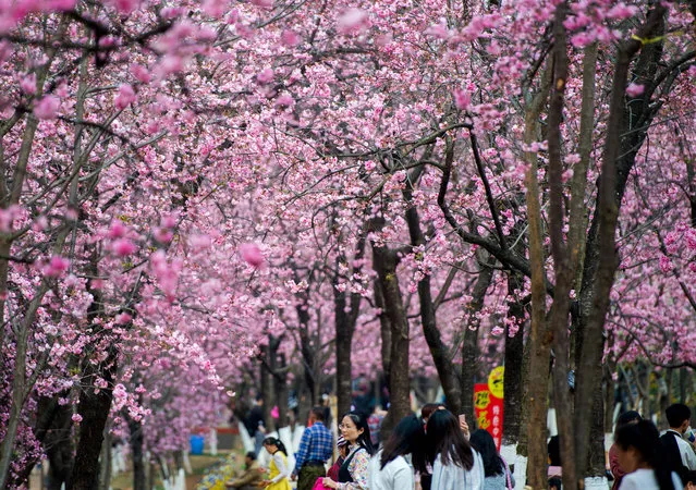 Tourists take photos of cherry blossoms in Yuantongshan Park, Kunming, China on March 7, 2018. The cultivation of the flowers in the city dates to the 13th century. (Photo by Xinhua/Barcroft Images)