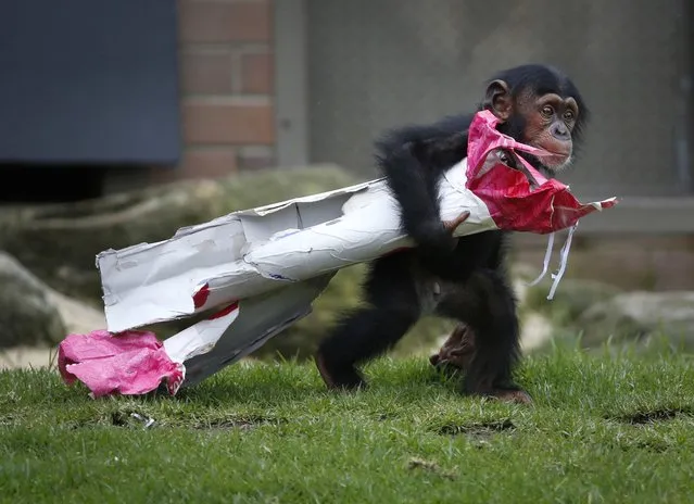 A 13-month-old chimp named Fumo carries a “Christmas present” of food treats in wrapping paper under his arm during a Christmas-themed feeding time at Sydney's Taronga Park Zoo, December 9, 2014. Fumo, meaning “chief” or “spear” in Swahili, is one of the latest additions to the zoo's successful primate breeding program. (Photo by Jason Reed/Reuters)