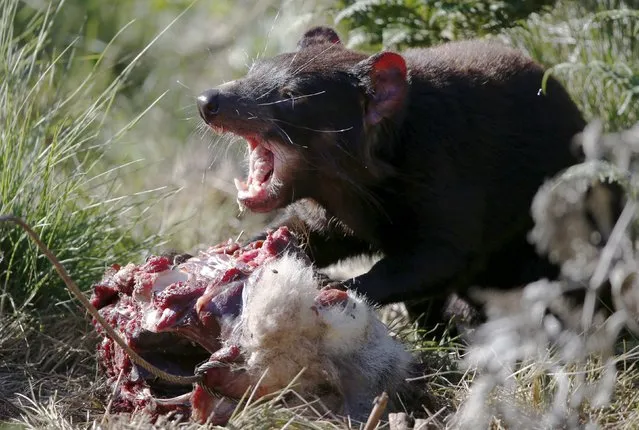 A Tasmanian Devil eats kangaroo meat before the first shipment of healthy and genetically diverse devils are sent to the island state of Tasmania, at the Devil Ark sanctuary in Barrington Tops on Australia's mainland, November 17, 2015. (Photo by Jason Reed/Reuters)