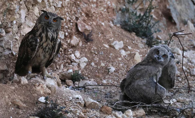 An Eagle- owl mother and her chicks nest on a cliff in the mountains around Jerusalem on May 17, 2018. (Photo by Menahem Kahana/AFP Photo)