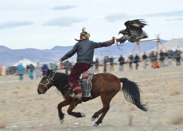 An eagle grabbed a rabbit's foot from it's master in a timed race at the Eagle Hunting Festival. (Photo by Brad Ruoho/The Star Tribune)