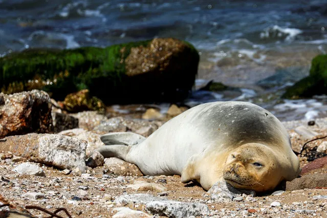 An endangered and rare female Mediterranean monk seal visits the shore of Jaffa in Israel on May 15, 2023. (Photo by Amir Cohen/Reuters)