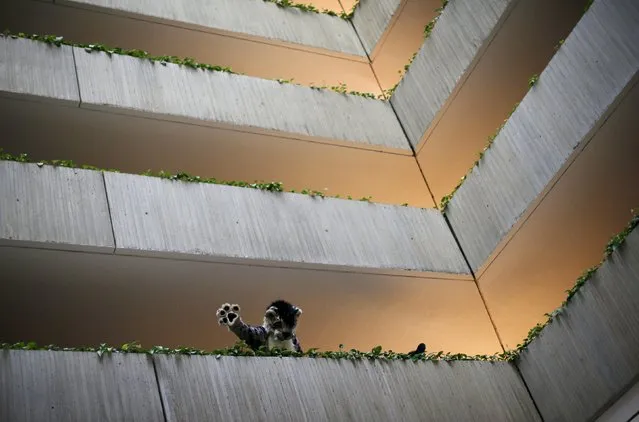 An attendee dressed up in a "fursuit" costume waves down to others from a balcony at the Midwest FurFest in the Chicago suburb of Rosemont, Illinois, United States, December 4, 2015. (Photo by Jim Young/Reuters)